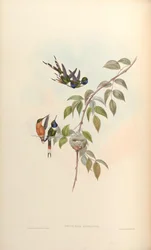 Tryphaena duponti = Tilmatura duponti